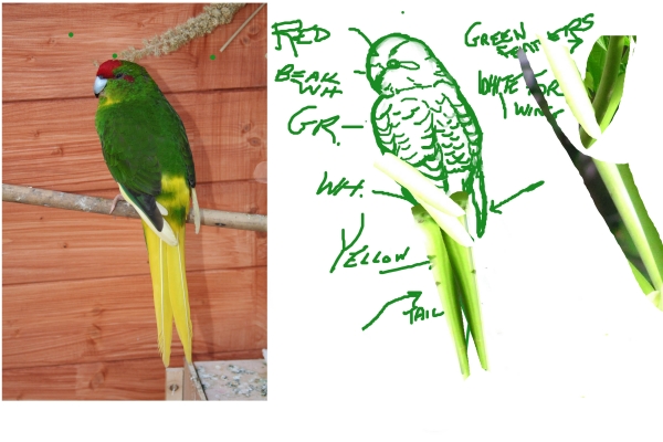 Creation of Jungle Life: Step 4